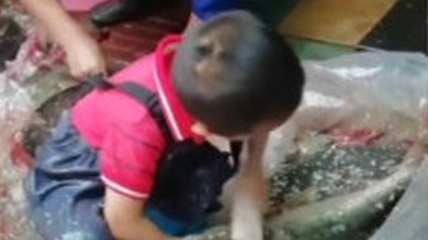 近日,一个小朋友在鱼摊熟练杀鱼的视频走红网络,视频中小朋友先把鱼头敲了一下,接下来拿来刷子