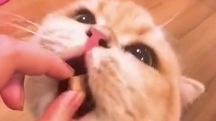 #猫咪吃成表情包是种什么体验#虽然是视频但是每一帧都是表情包了