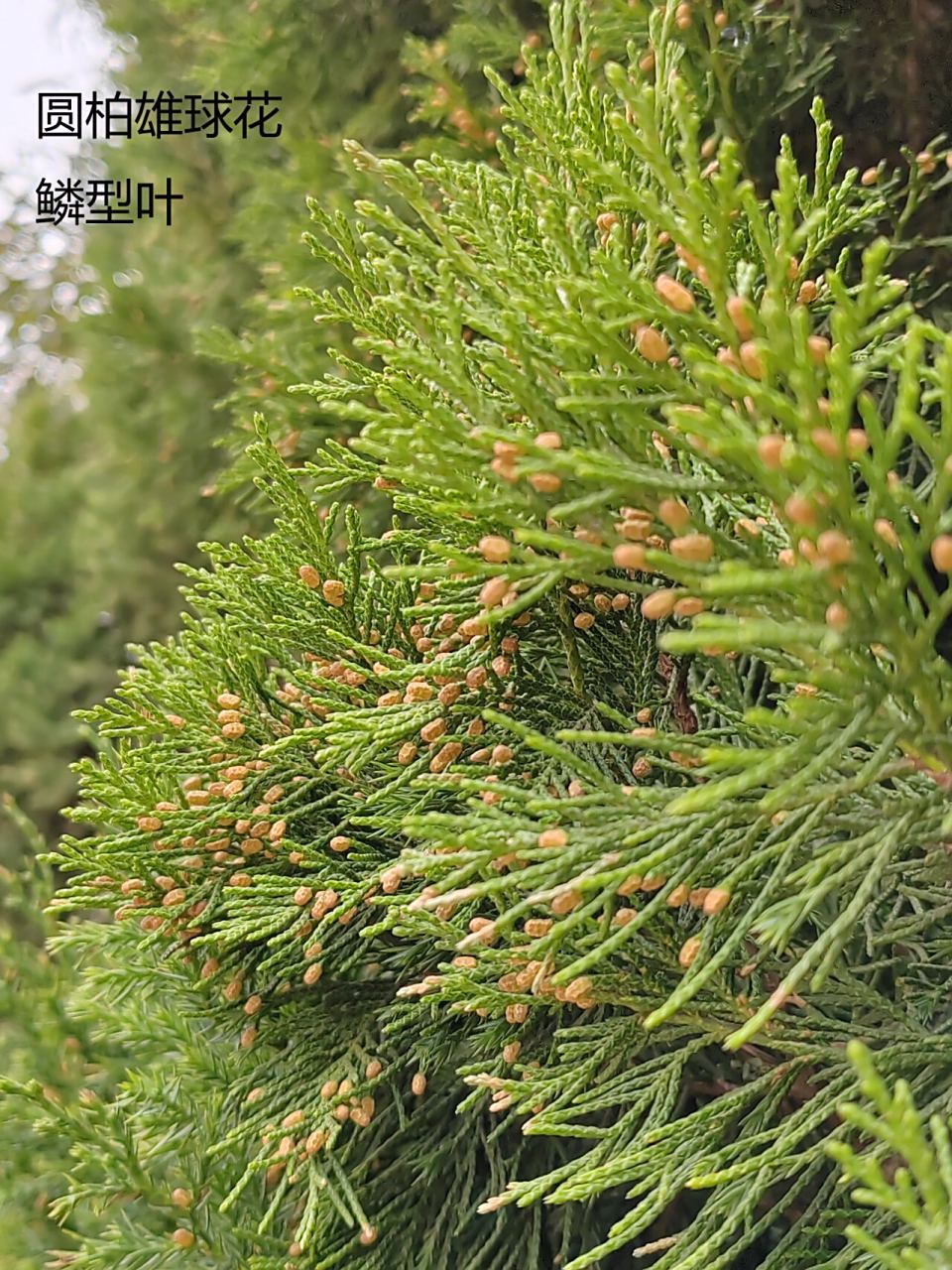每日一花(柏树开花啦) 万物皆有花——针叶树篇 常绿树有花吗?