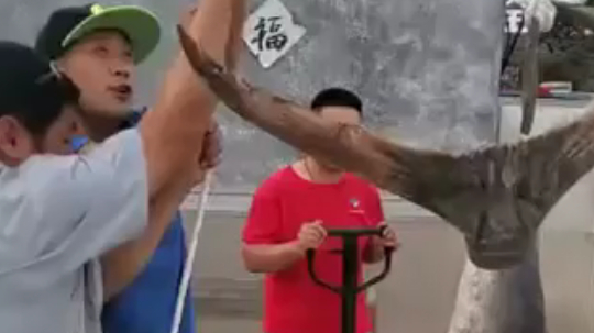 太棒啦。日照的渔民国庆捕获一条黑枪鱼。五百多斤。 黑枪鱼的形态特征之一就是其胸鳍僵硬并与其