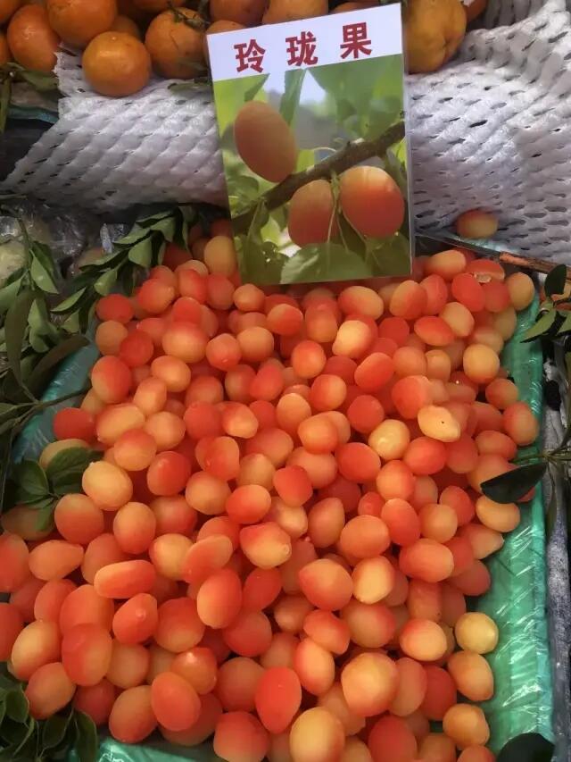 假水果"玲珑果"