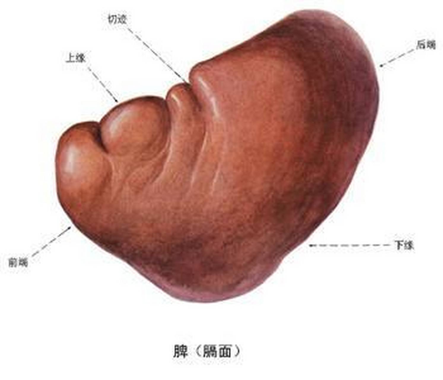 出现脾脏肿大就一定是肝硬化了吗?