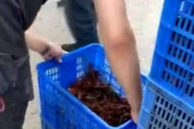 小龙虾保护组织真的存在嘛?司机金师傅说,“小孩说是梦见小龙虾救他,他要来救小龙虾”,不过司