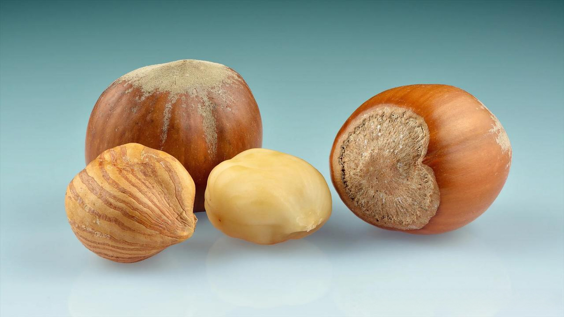 带仁的榛子(榛果) hazelnuts (corylus avellana) whole with