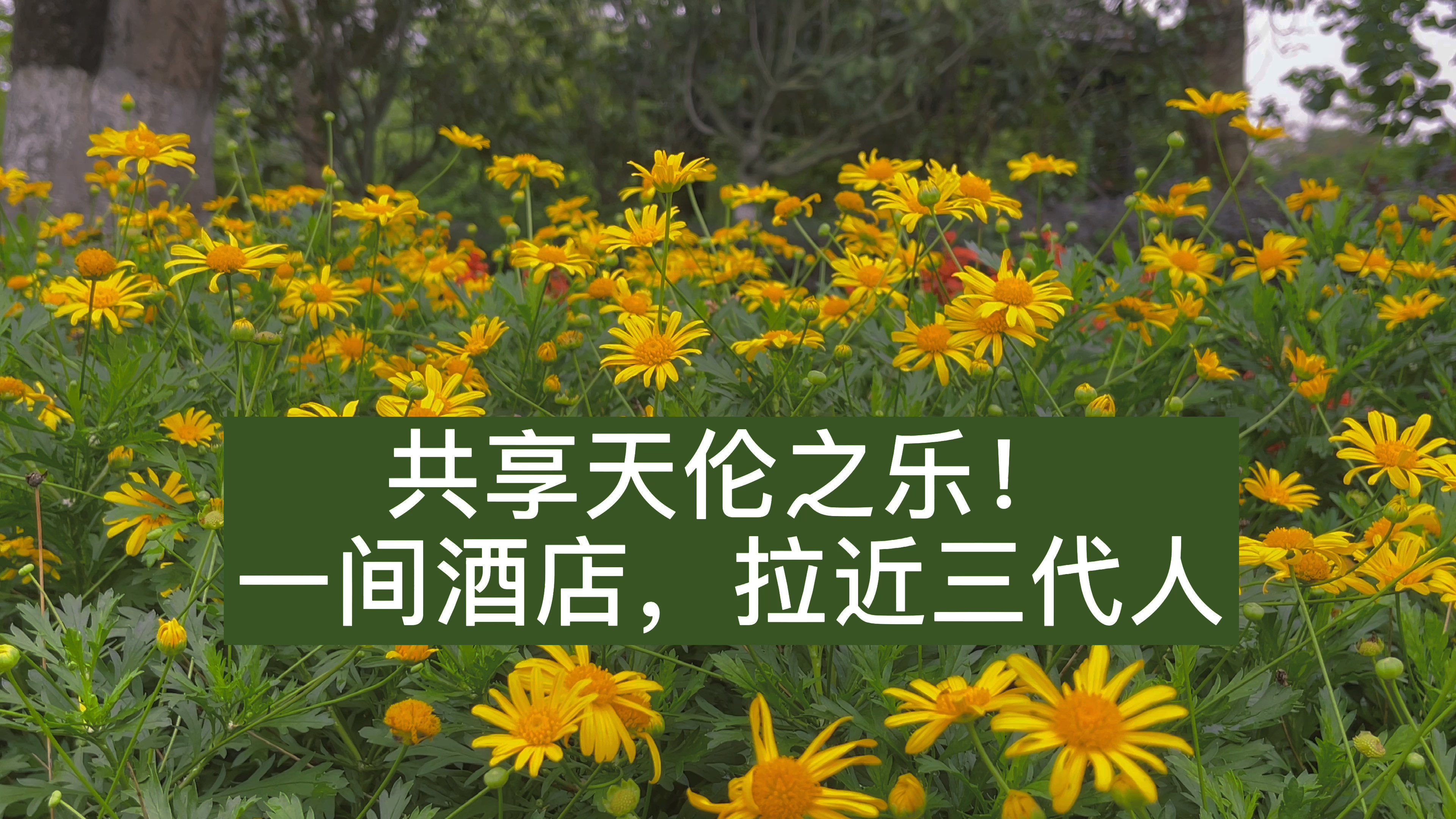 很多人说,生命是一趟旅行 ,那在这有限的时间里,我要带最爱的人,看遍风景。  一匹摇摇马、