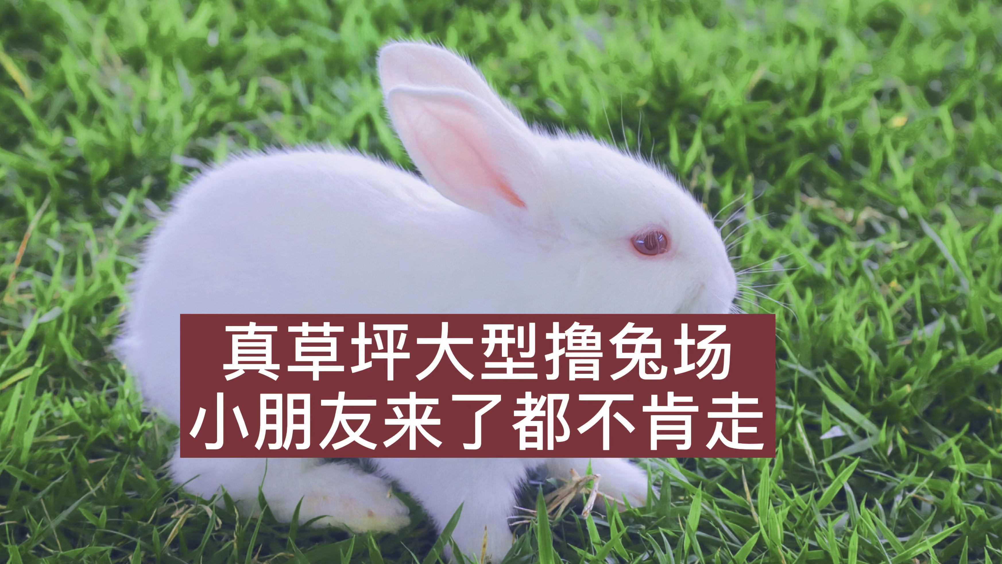 五一亲子旅游好去处,佛山三水侨鑫生态园五一期间搞了一个户外最大型的真草撸兔园子,几百只兔子
