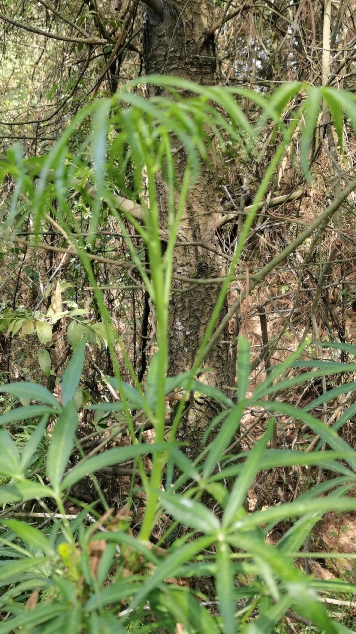 梁王茶:别名、金刚散、山槟榔、良旺茶、宝金刚、金刚树、白鸡骨头树。为五加科植物掌叶梁王茶!