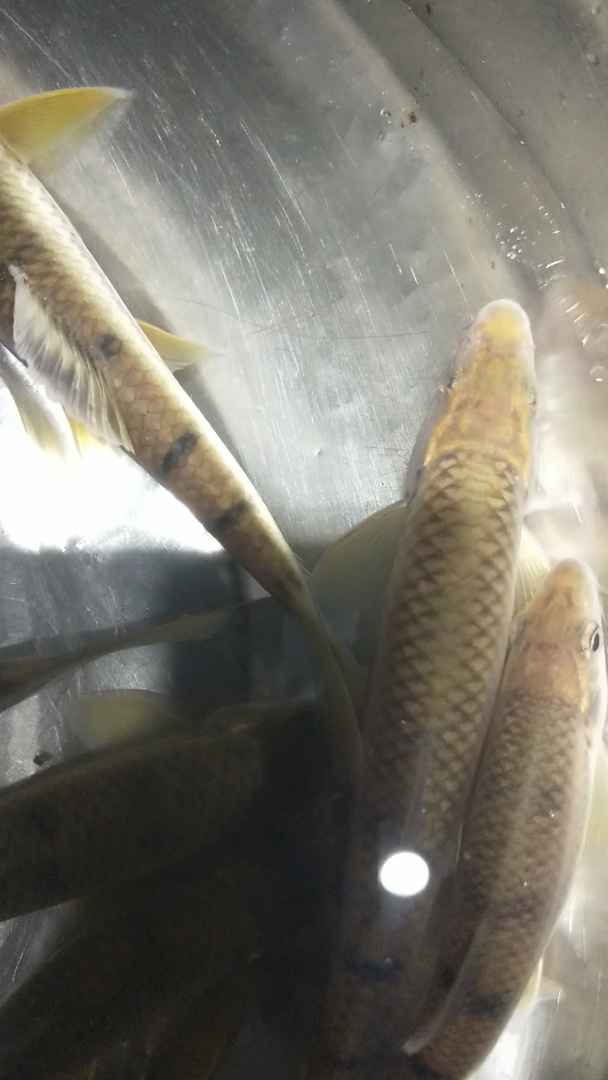 有见过这么大的溪水石斑鱼吗?