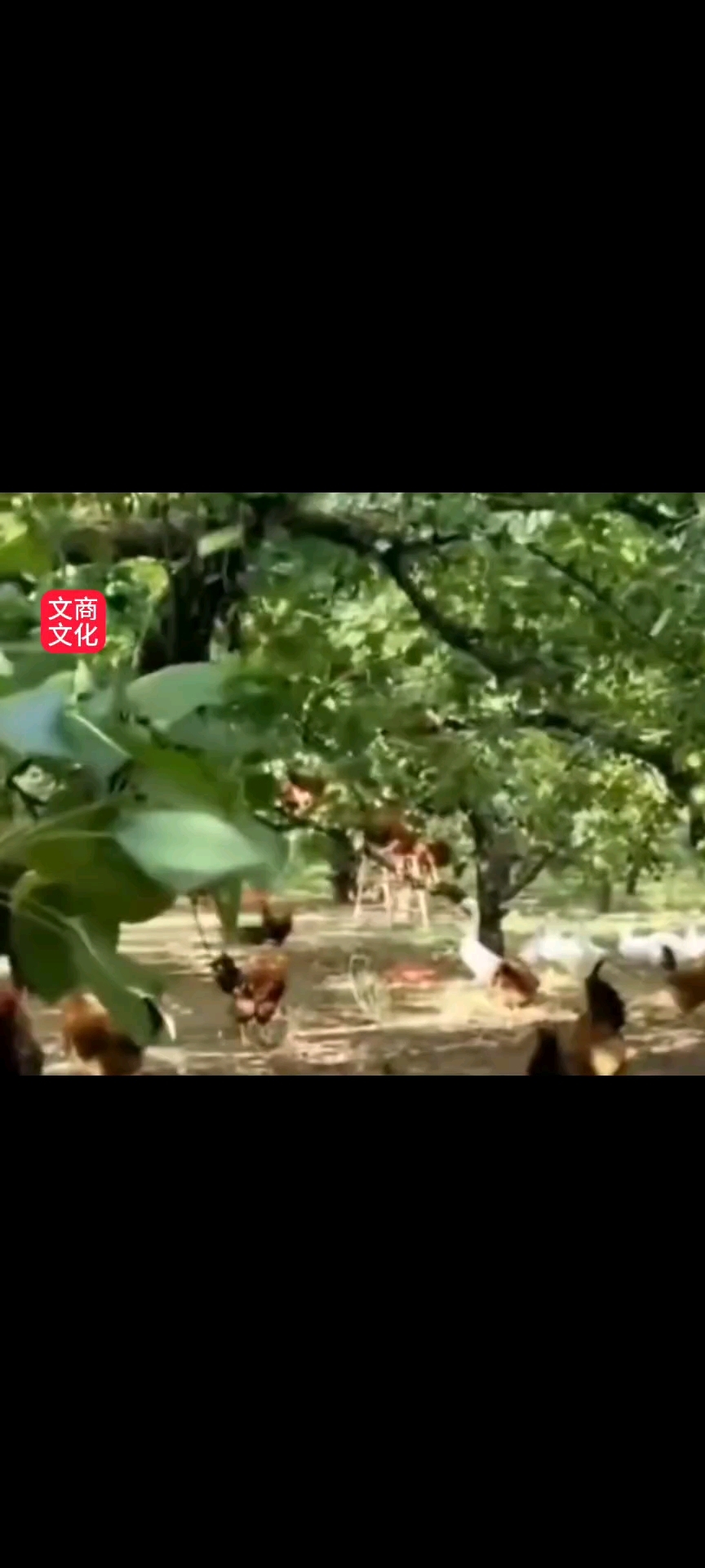 公鸡肉与母鸡肉有什么区别呢?  鸡肉虽公鸡和母鸡的肉然都具有温中益气、补精填髓、益五脏、补