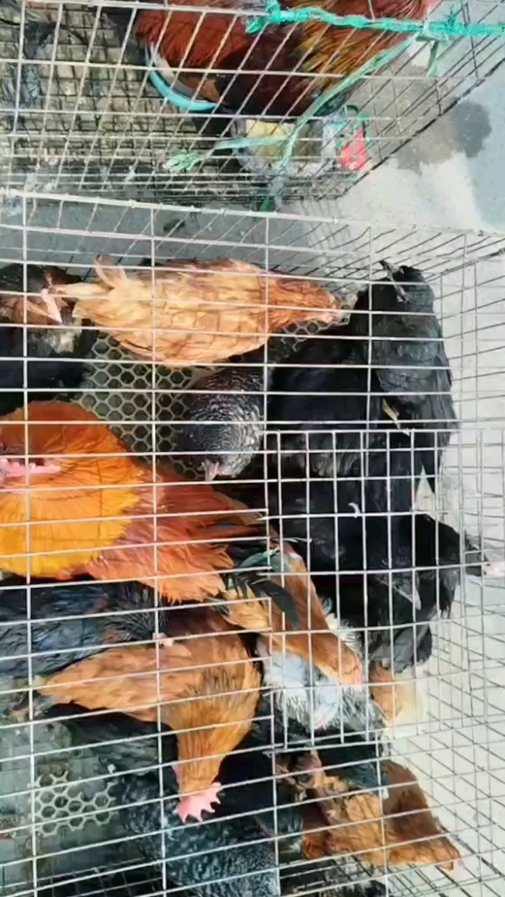 市场上买了只双冠凤头小黑芦花鸡当宠物[心]