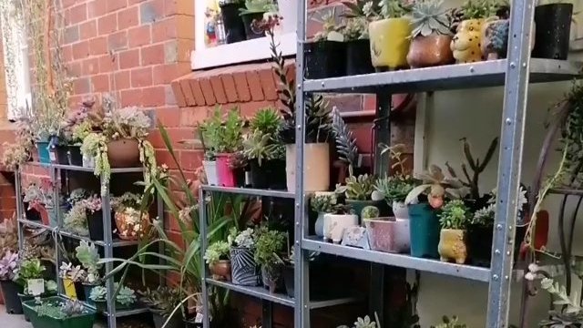 莲花掌老桩砍头小诀窍#多肉# 