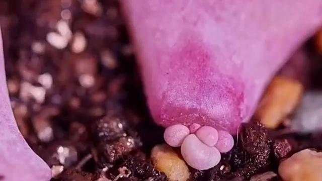 超可爱的桃蛋成长记录#多肉植物# 