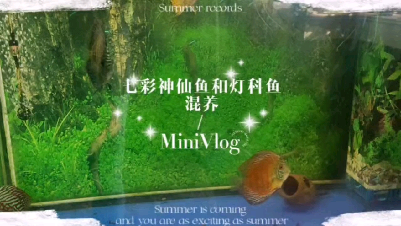 七彩神仙鱼和灯科鱼真的能混养吗?