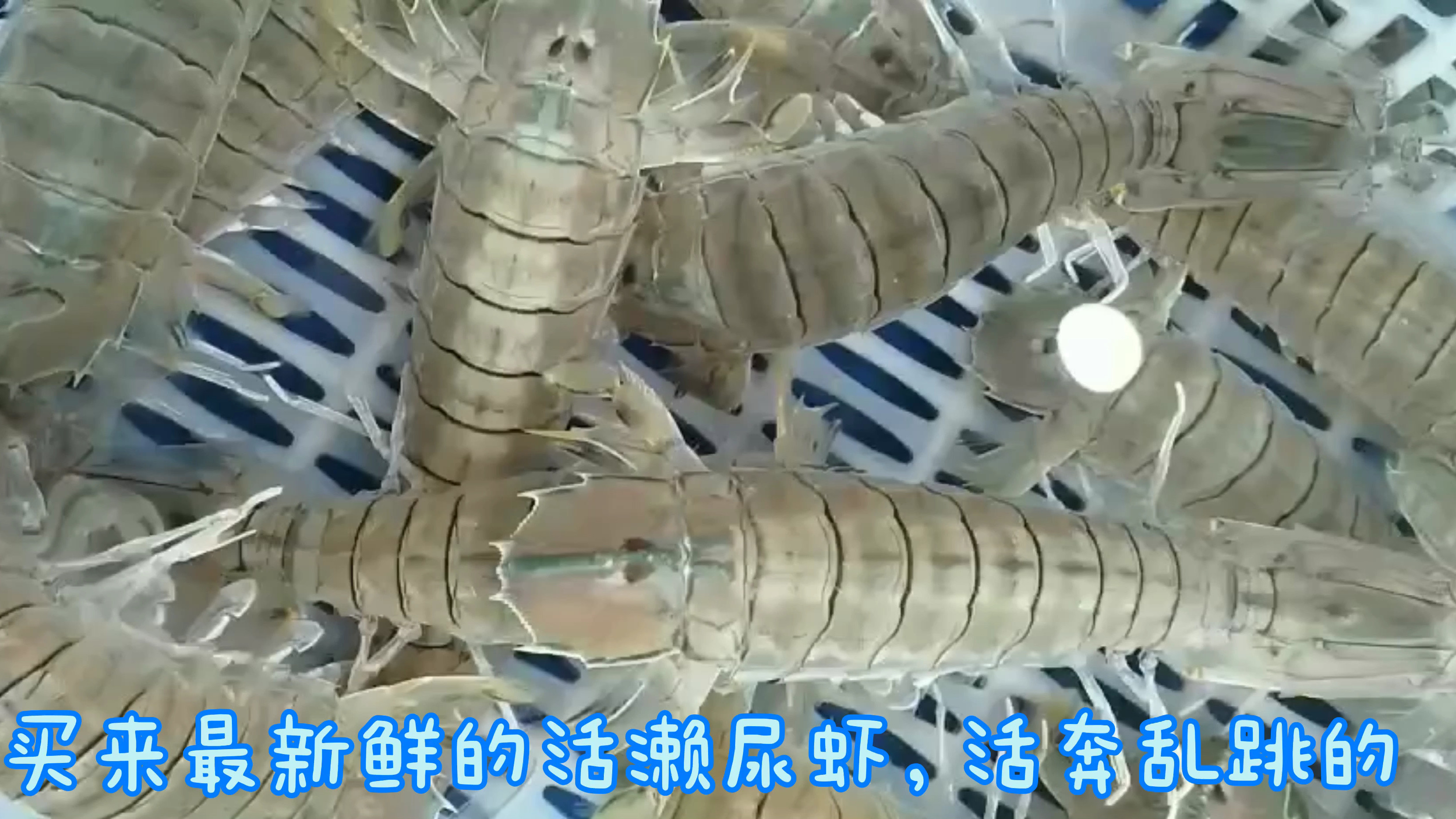 烧烤食材清单大全之皮皮虾。皮皮虾,小龙虾,生蚝,烤鱼,号称夜宵界的四大天王。下面说说皮皮虾