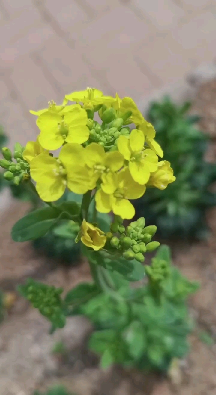 露天过冬的乌塌菜,竟然早早的就开花了