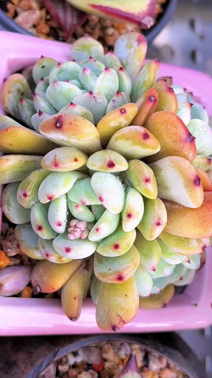 #家居绿植# 淋了三天三夜的大雨,肉肉们干干净净,胖嘟嘟可爱极了。雪爪有的有暗纹了。好多崽