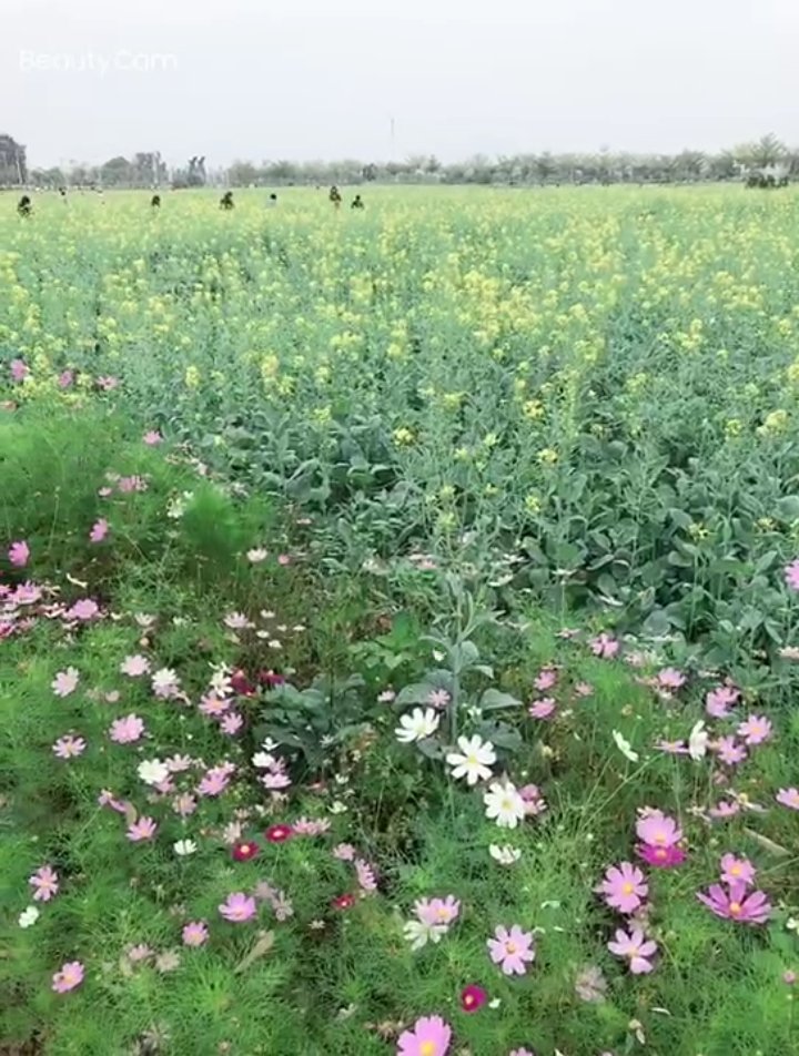 #遇见好风景# 我们终于等到春暖花开,走出家门踏青赏花的美好时光!按耐不住心中的雀跃,在网