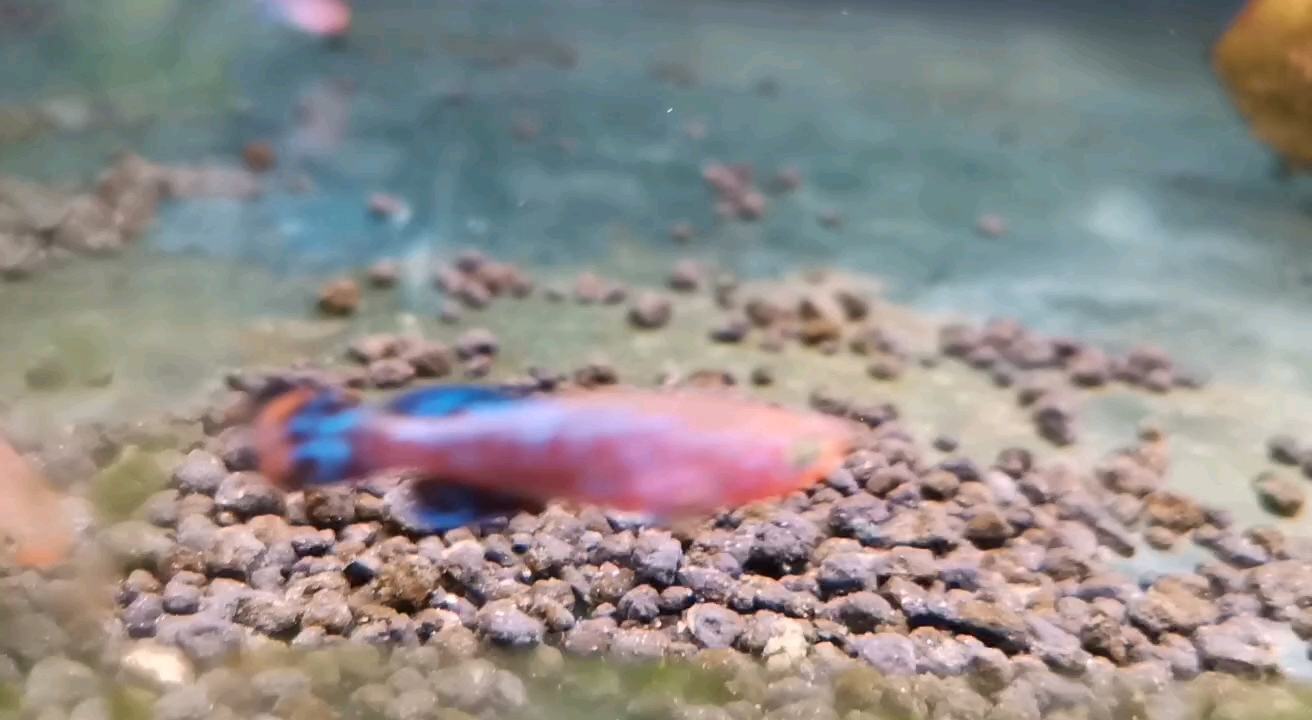 鳉鱼经典漂亮宝贝,别名火麒麟鳉鱼_RAC鳉鱼_罗克夫鳉鱼_罗氏琴尾鱼_罗氏齿鲤,为鳉形目、