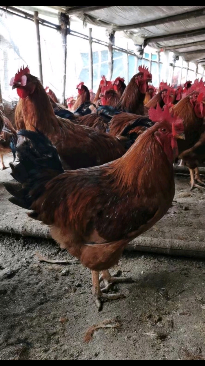 佳红公鸡苗长势快冠子大羽毛红亮抗病力强