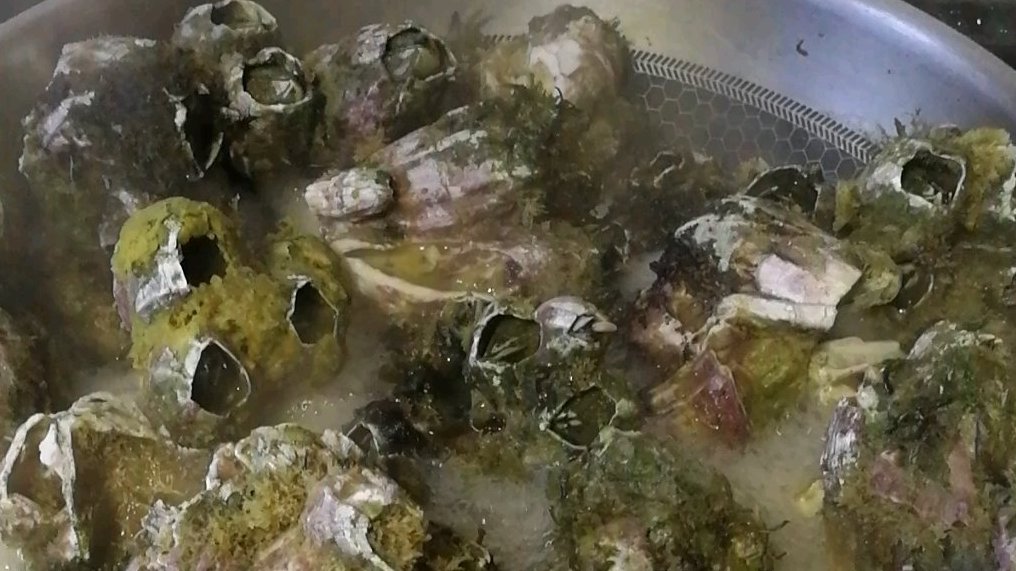 #美好生活家# #美食菜谱#.昨晚10点多老公拿来了藤壶,今早把它清洗干净烧熟了。藤壶你吃