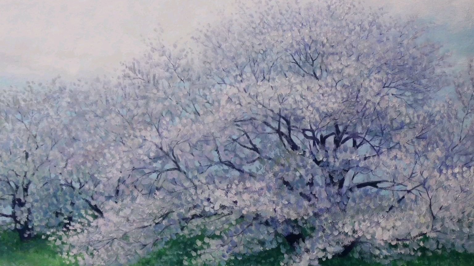 水粉画风景#水粉画教程# ,盛开的樱花绘画步骤过程鉴赏。#画画教程# by:星海艺凡尘