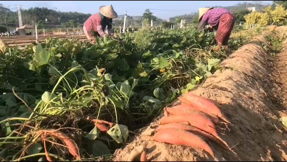 #农业农村# 有个地方挖红薯不用工具徒手就能挖地瓜,没错这就是福建省漳浦县六鳌来到这里可以