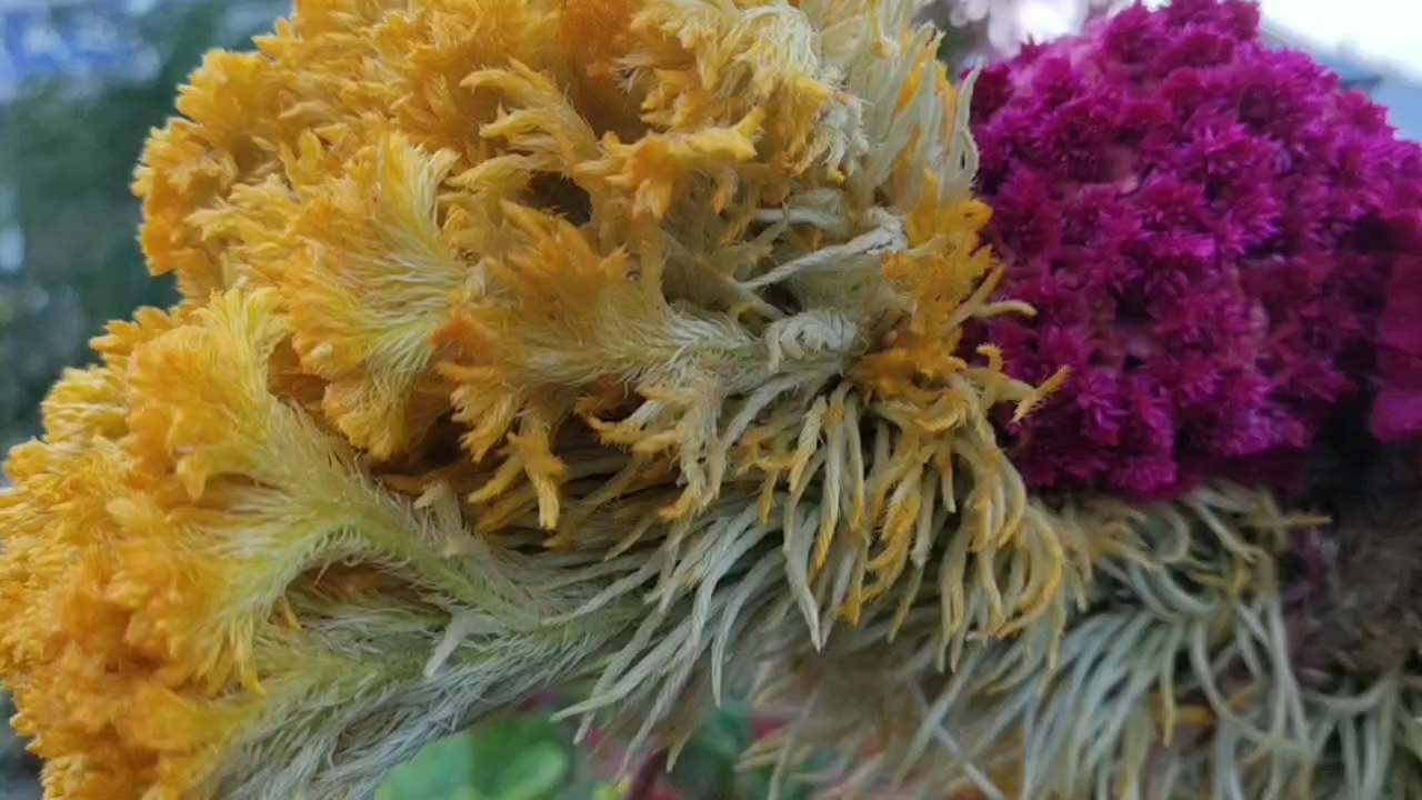 双色鸡冠花