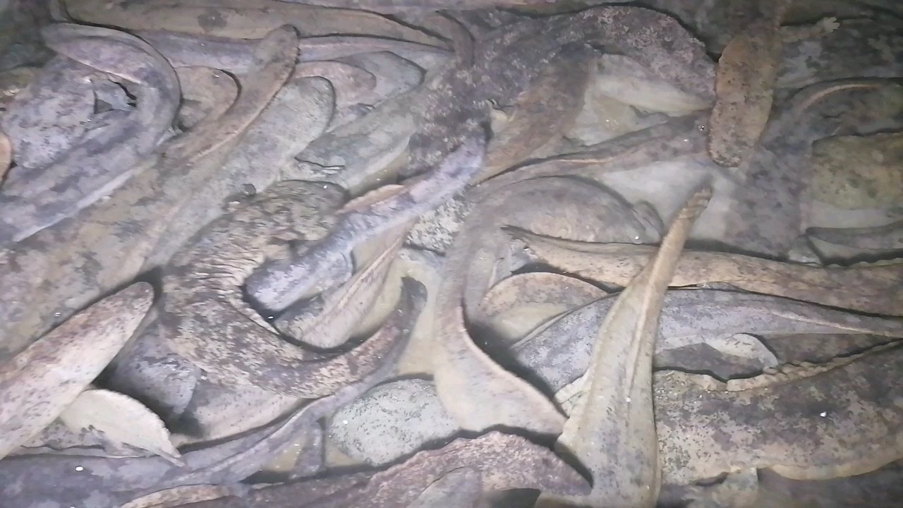 人工养殖大鲵