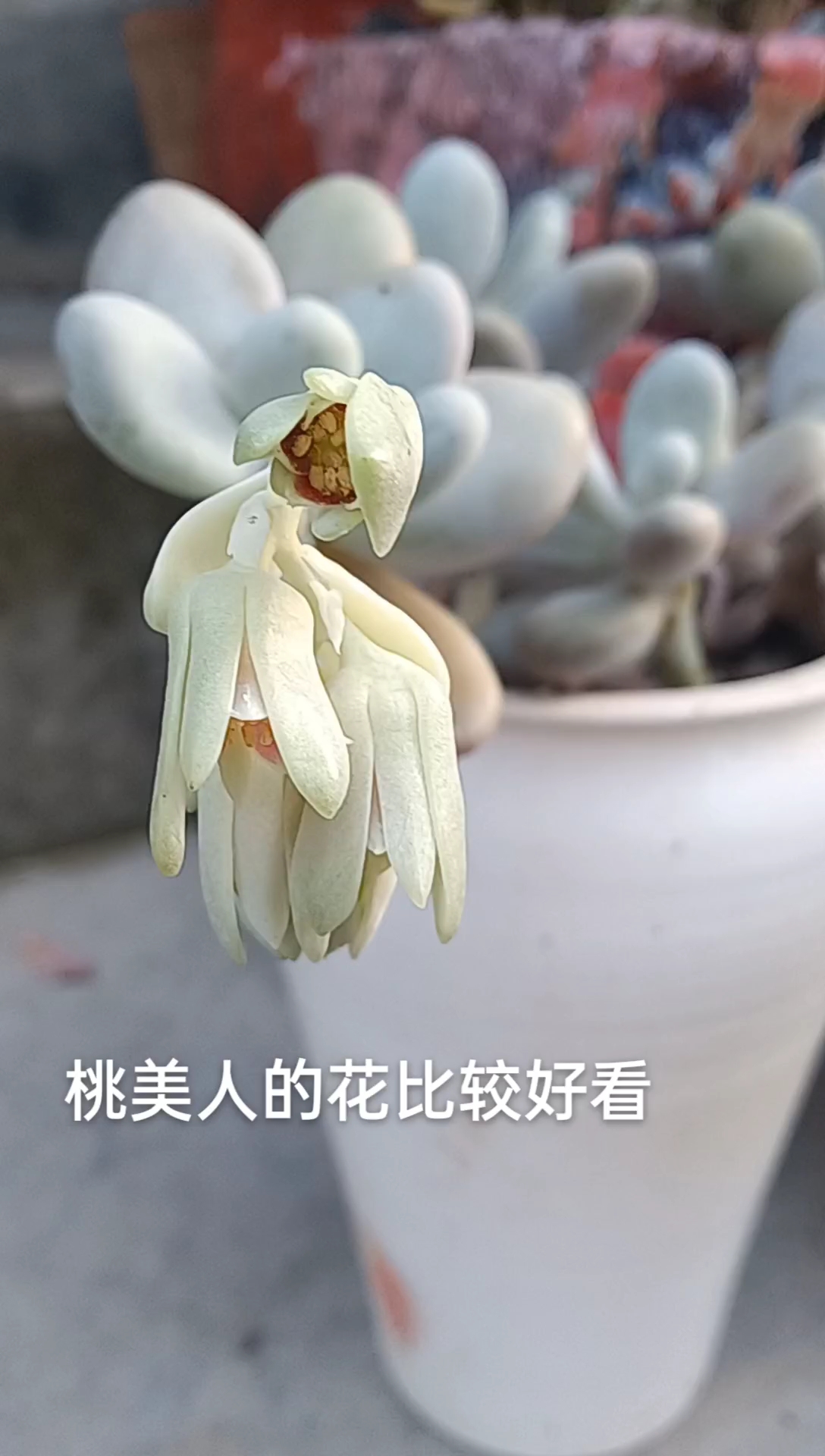 桃美人开花了#有趣的植物# #我的植物朋友# #养花种菜小分队#
