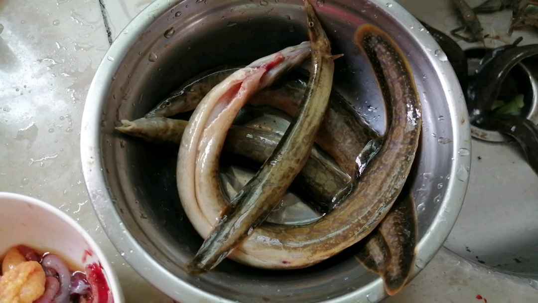 一种快绝迹的中华刺鳅鱼