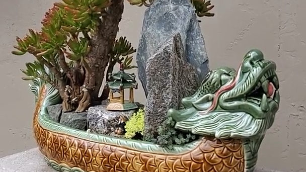 #静说盆景# 多肉八千代打造极品水旱盆景,龙形花盆锦上添花。