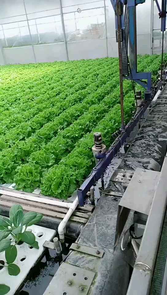 燃烧吧,蔬菜!