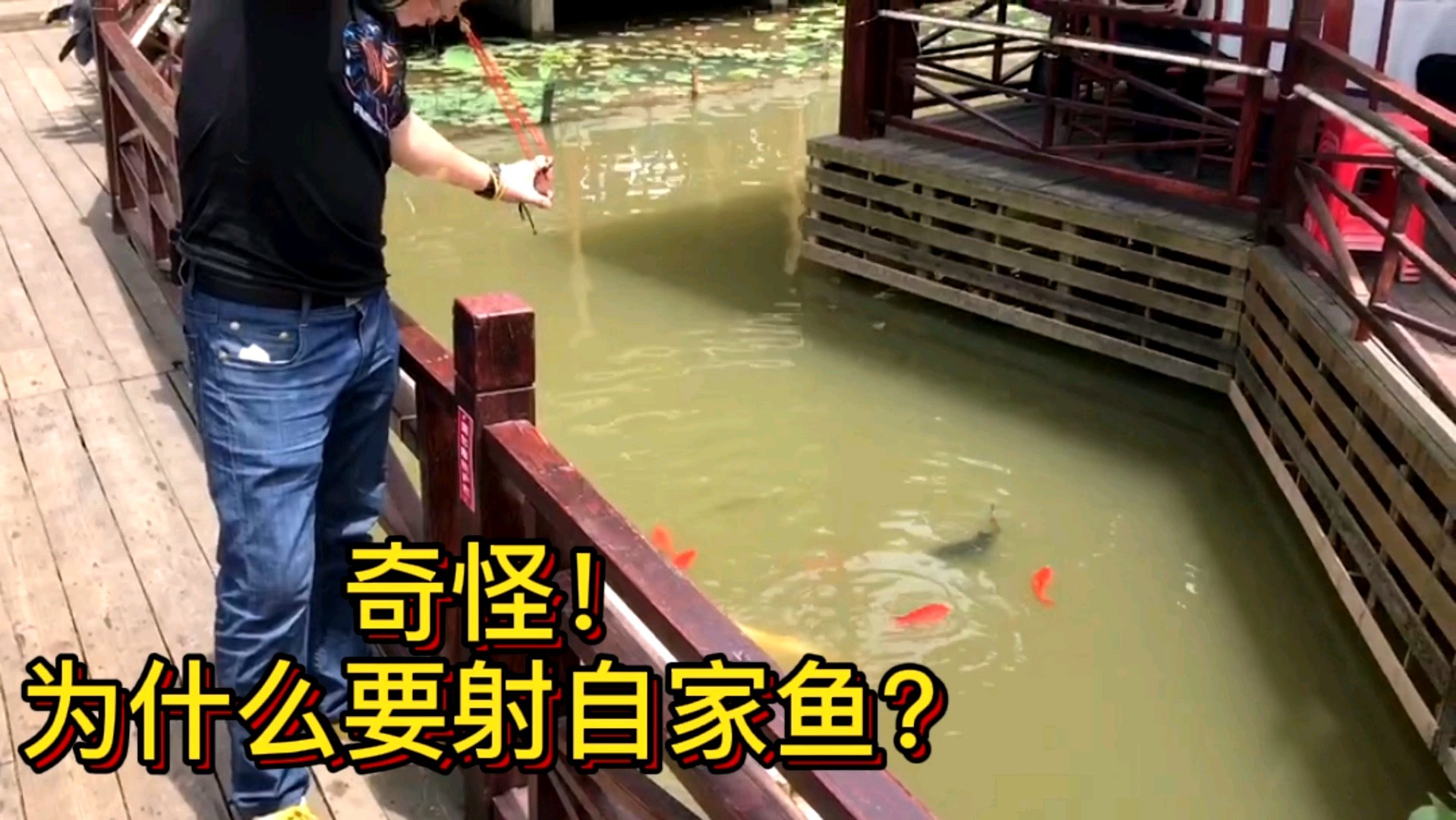 看退役狙击手鱼镖射鱼,在自家锦鲤池清理野鱼和外来鱼种!见缝插针实在太准!#战地山猫# @战