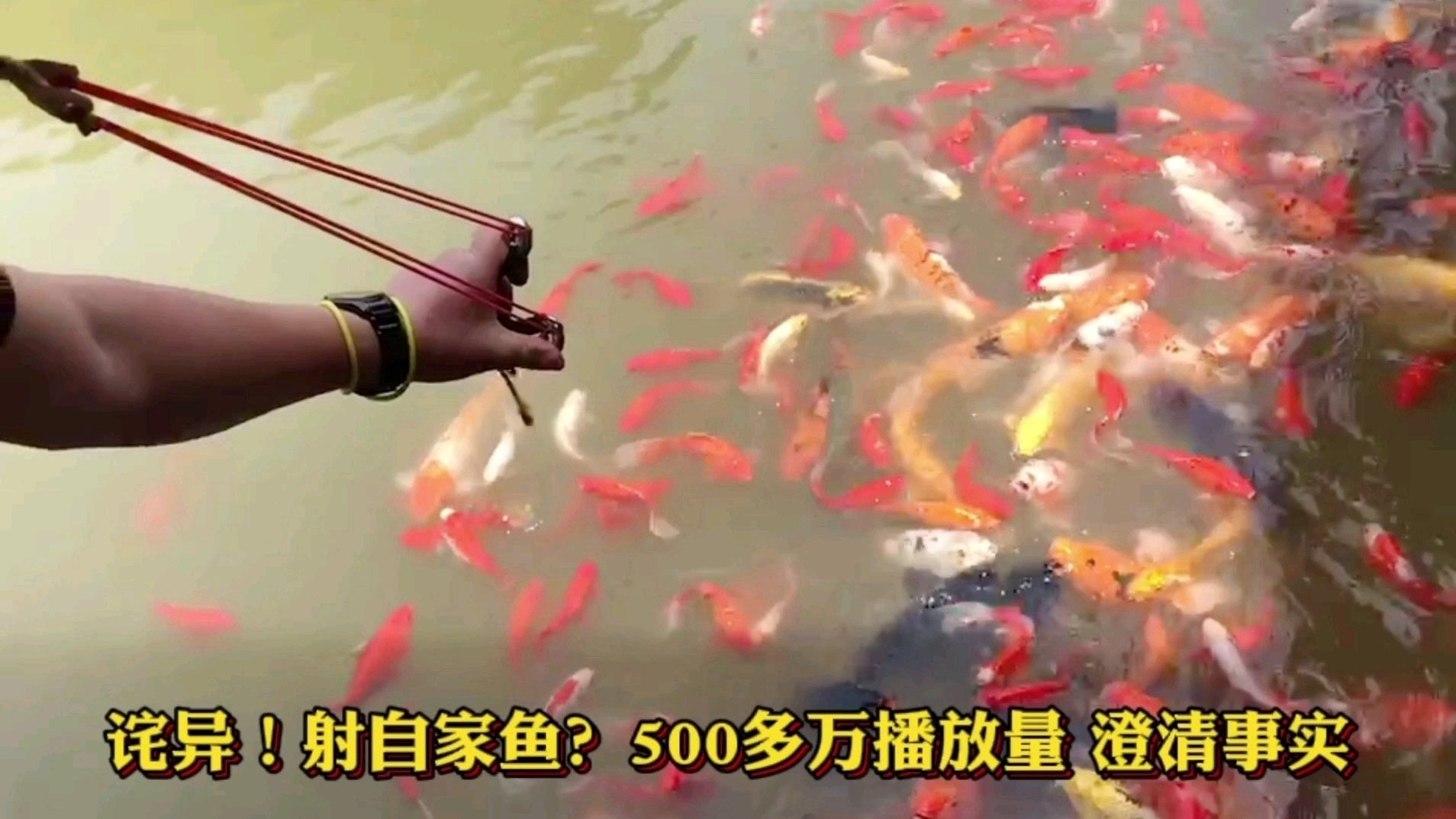 公园射鱼?那就要重新审视自己的辨别能力了,500多万播放量作者被喷倒,事实是什么?#战地山