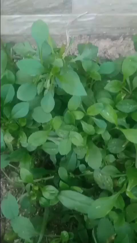 这道苦斋菜还可以