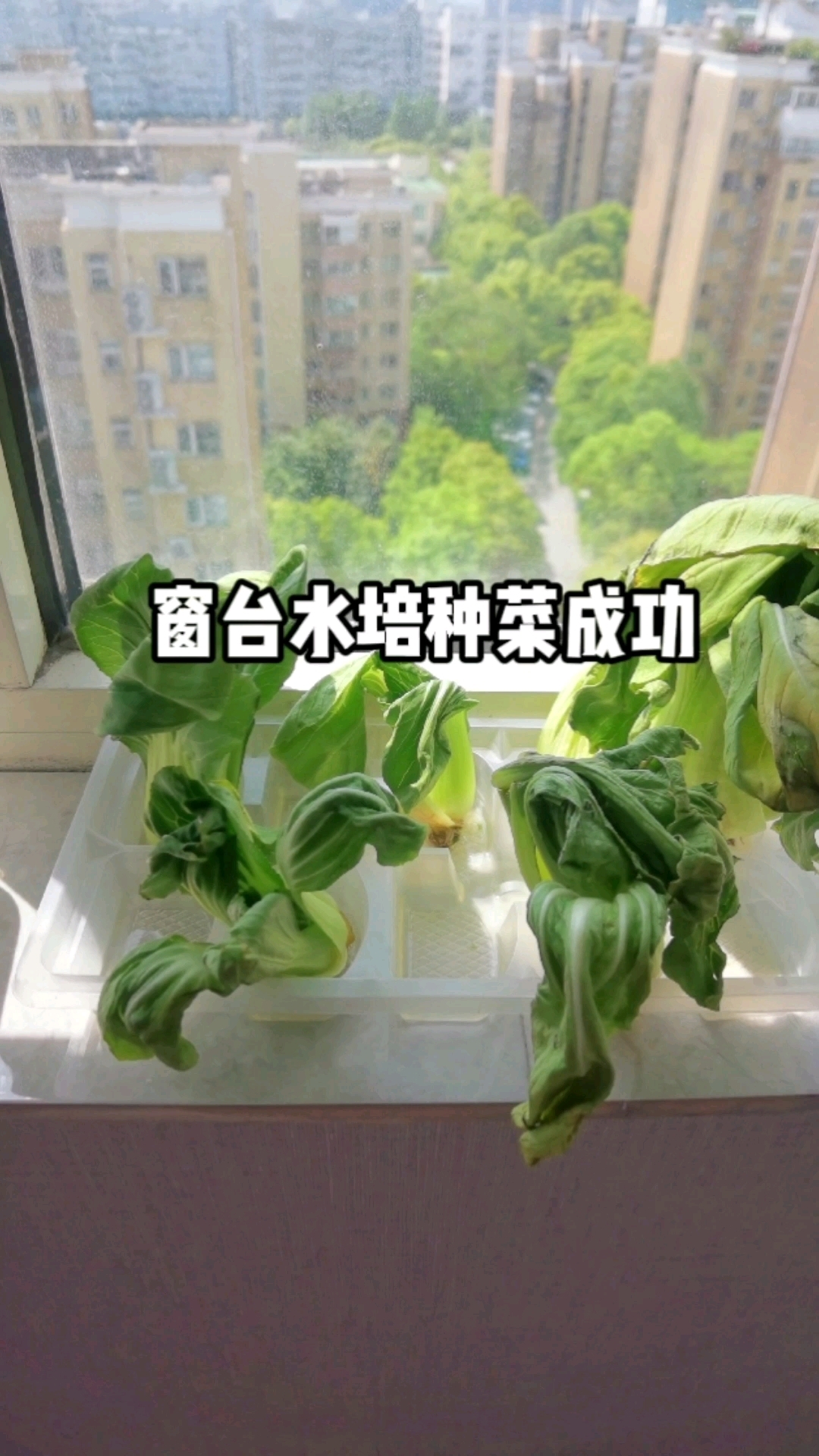 窗台水培蔬菜成功! 估计再坚持一周,可以吃上一小顿了[嘻嘻]#田园生活#  #向往的生活#
