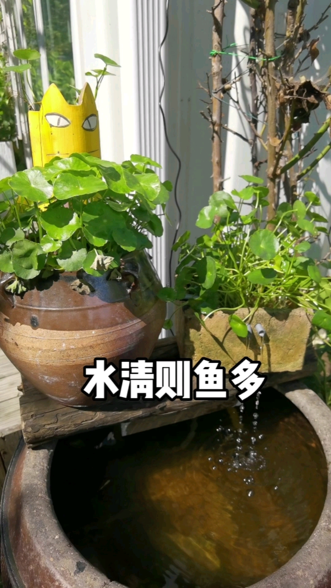 鱼缸水系改造了一下,水立马就清澈了  过滤植物选择铜钱草真的太无敌了,有条件可以把过滤容器