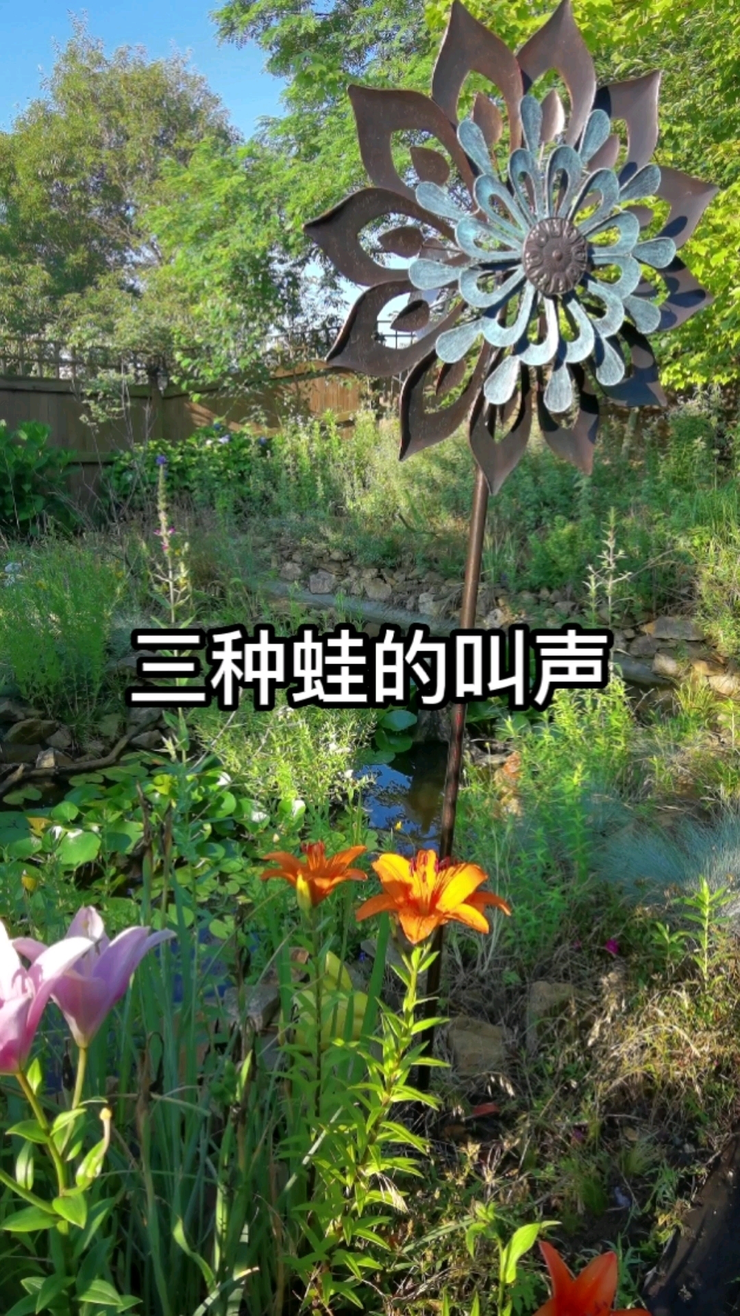 听声辨蛙能力+1 一般被叫做青蛙的,其实也有几种,常见的是黑斑侧褶蛙。  不过这次主要是给