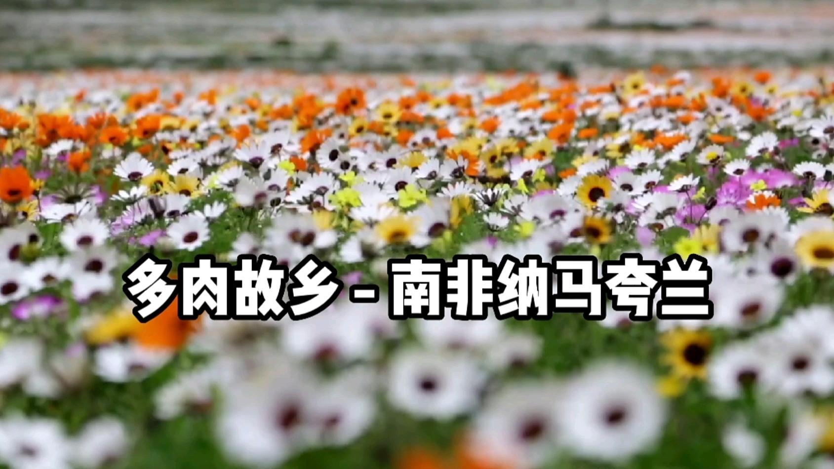 多肉植物的故乡“南非纳马夸兰”,最近有部美剧就在那附近取景,超大的芦荟树像外星植物,大家可