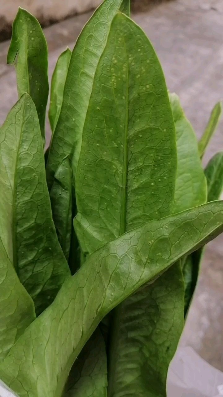 朋友们,今天在菜市场买了一颗油麦菜,菜叶子上全部都是这种点点的东西,有没有人懂得这些是什么