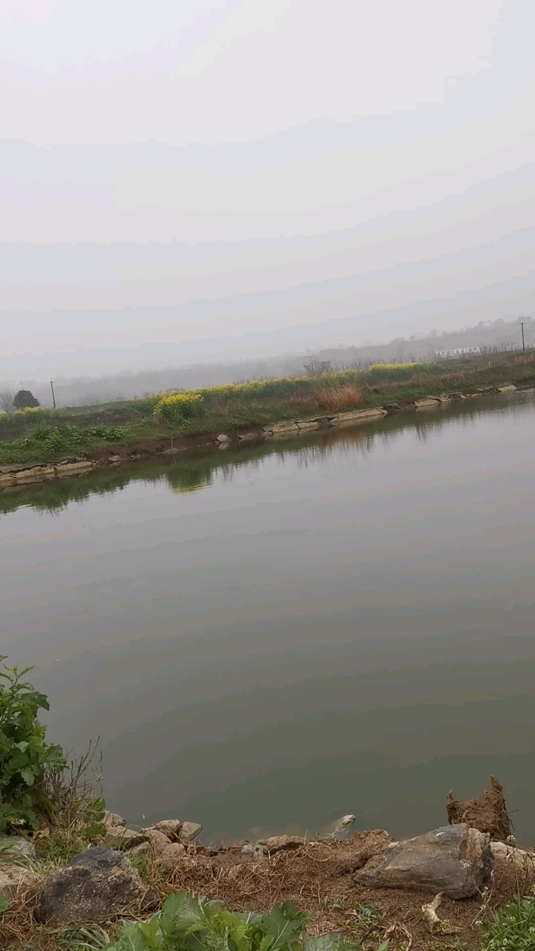 鱼塘边的苦腊菜开花了