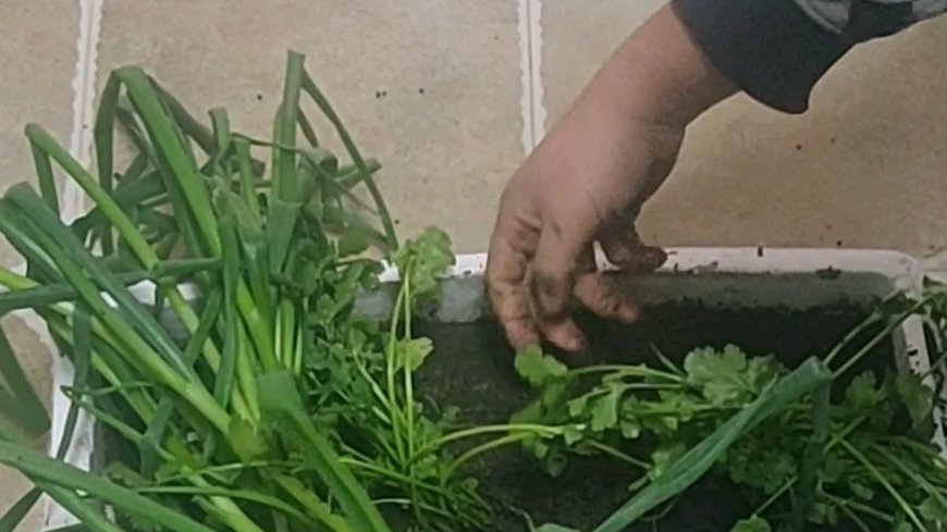 城市楼房种植蔬菜小技巧!