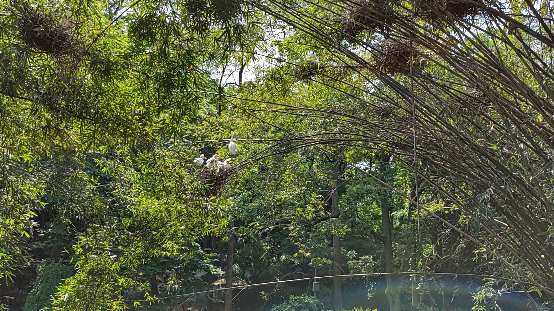 　“两个黄鹂鸣翠柳,一行白鹭上青天。”重庆动物园在茂密的竹林、树林上筑巢栖息,白鹭孵出小鸟