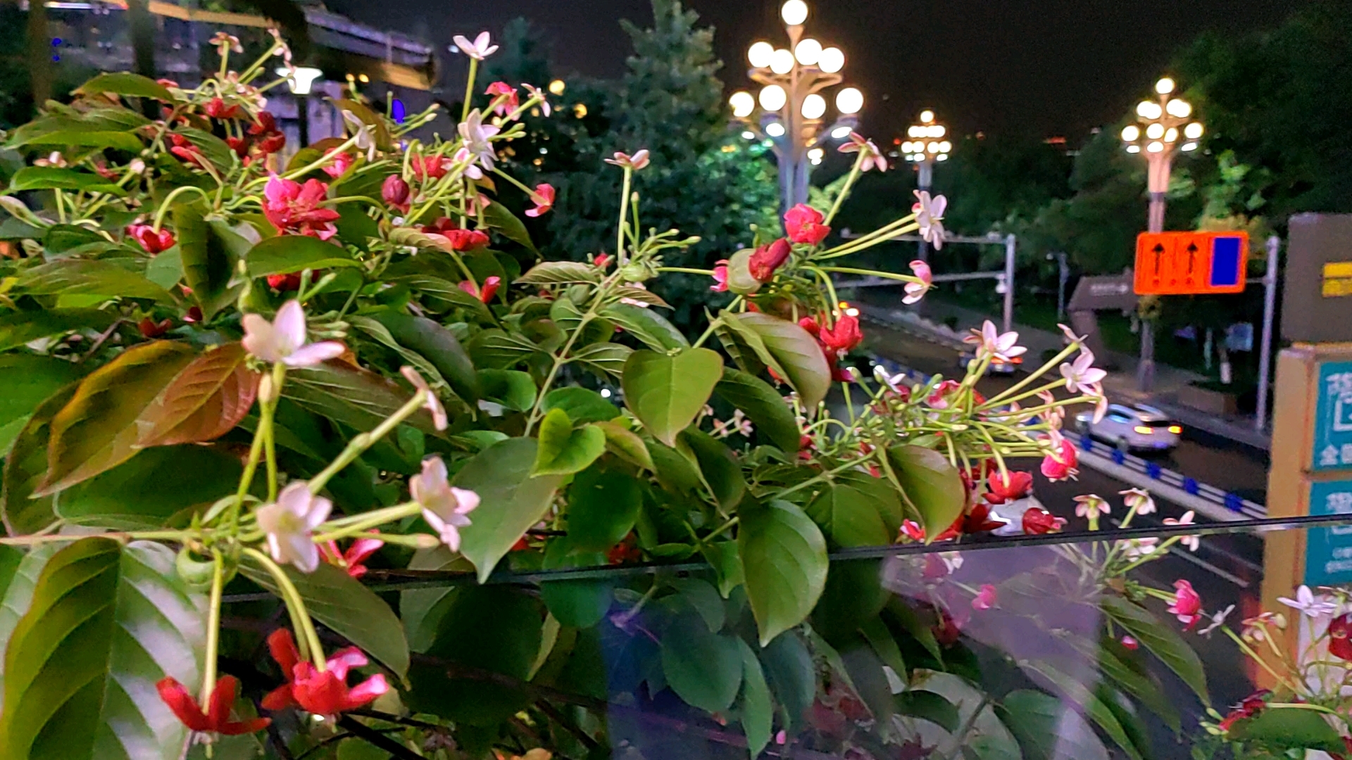 南滨路渝信餐厅使君子:初无君子到君家的开花植物,香气浓郁,赏心悦目,吉祥可爱。使君子花是使