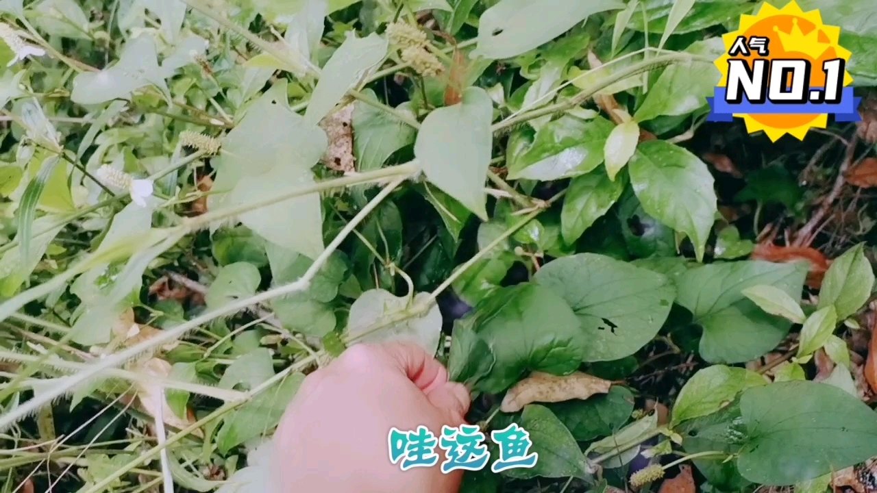 农村到处都是这种草,知道功效的人不多!