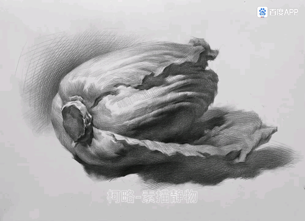 素描包菜示范