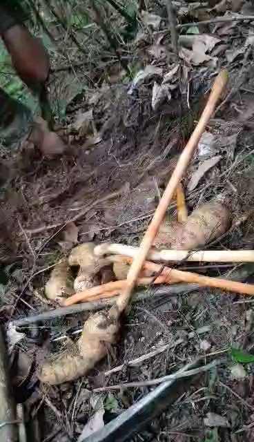 天麻治头痛头风第一❗️ 神农架海拨1500米之上的红杆麻! 高山天麻有个特点,生长时间长,