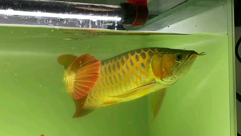 赛级红龙鱼,就是帅!