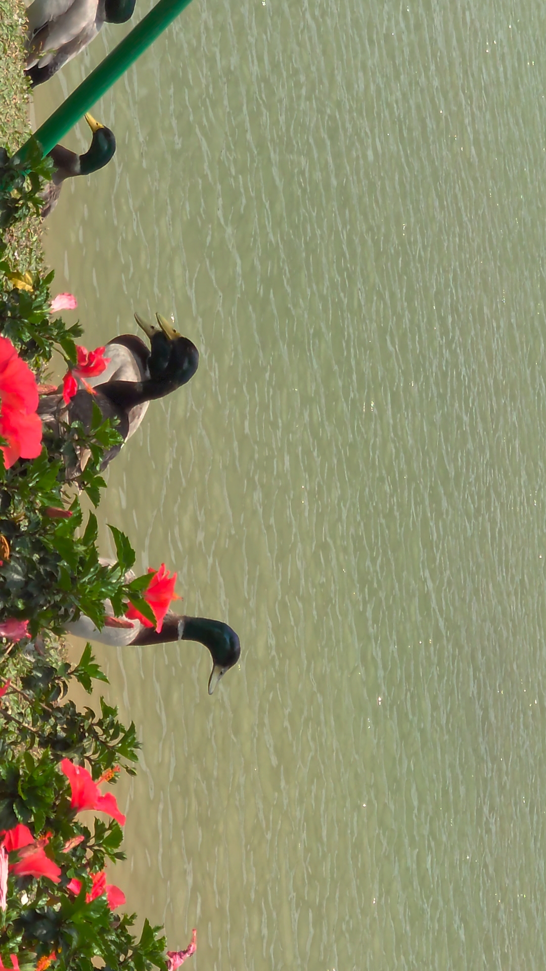 花鸭们惊慌失措,唯有白鸭不受惊吓,显得好淡定!