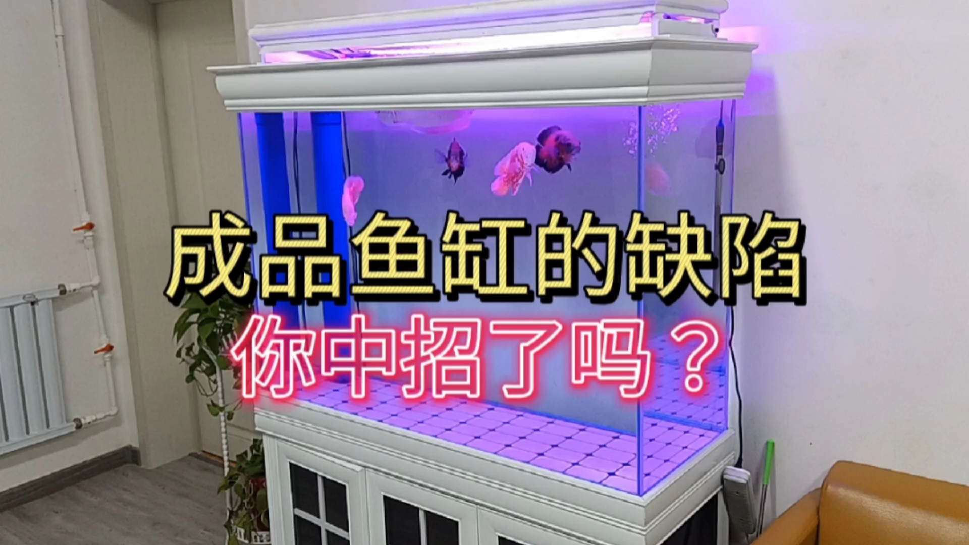 #观赏鱼# 龙鱼缸,成品鱼缸的套路你中招了吗?#底滤鱼缸# #鱼缸#